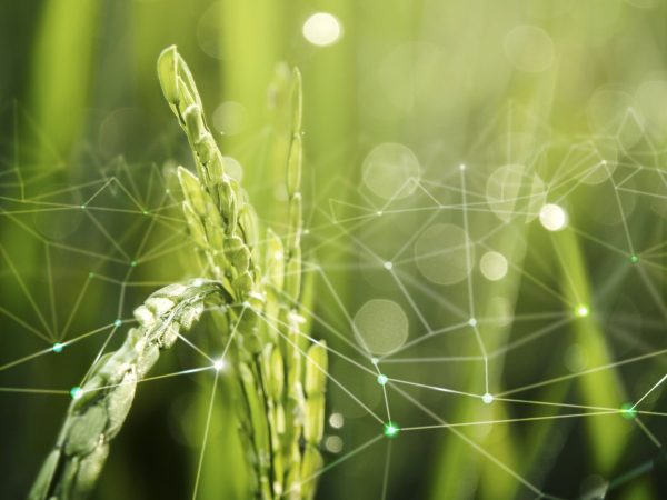 agriculture-iot-with-rice-field-background-min